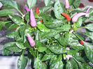 capsicum annuum numex centennial