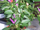 capsicum annuum numex centennial