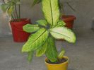 DIEFFENBACHIA