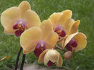 DSCN4265