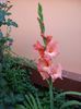 gladiole ce au iernat afara (1)