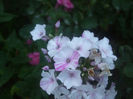 DSCF2306