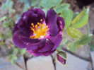 Rhapsody in Blue- da