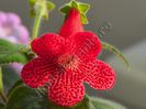 Kohleria Lava (ni)