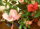 hibiscus grup