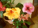 hibiscus grup