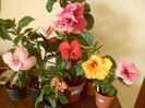 hibiscus grup