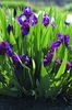 Iris pumila Pastel Cherry