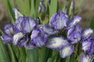 Iris pumila Polka (14)