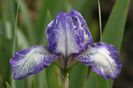 Iris pumilla Polka (49)