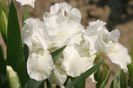 White Gem