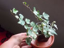 Hedera variegata