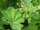 cretisoara alchemilla-vulgaris