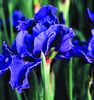 Iris sibirica Dear Dianne