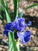 Iris sibirica  Dear Diane