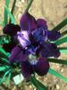 Iris sibirica Hubbard