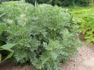 Artemisia absinthium