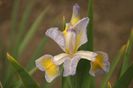 Iris spuria Betty Cooper