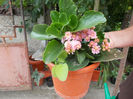 Kallanchoe roz