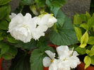 Begonia