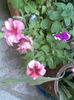 Imag003