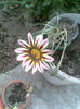 Imag005