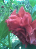 Imag020