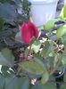 Imag035