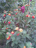 Imag041