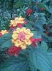 Imag043