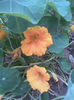 Imag044