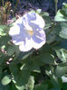 Imag062