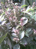 Imag111