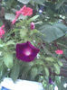 Imag115