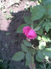 Imag118