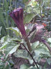 Imag119