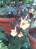 Achi YELLOW