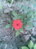Imag237