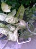 Imag241