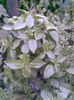 Imag251