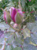 Imag258