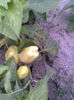 Imag262