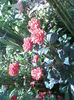 Imag271