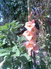 Imag272
