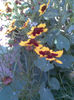 Imag284
