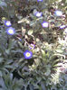 Imag285
