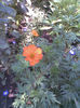 Imag287