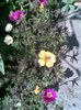 Imag293
