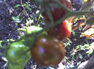 29-07-13_0851