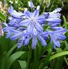 agapanthus_blue_heaven_[1]